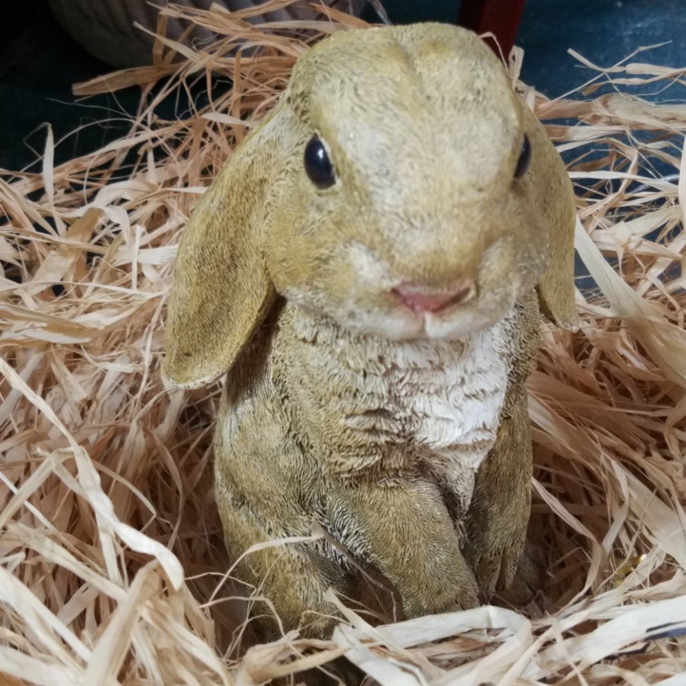 Bunny
